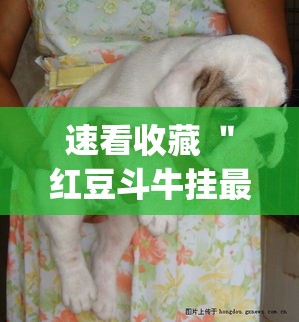 速看收藏 ＂红豆斗牛挂最简单三个步骤	”(确实有挂)