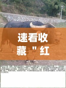 速看收藏 ＂红豆斗牛挂最简单三个步骤”(确实有挂)
