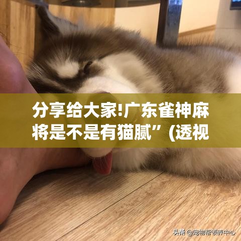 分享给大家!广东雀神麻将是不是有猫腻	”(透视)开挂辅助脚本+详细开挂安装教程