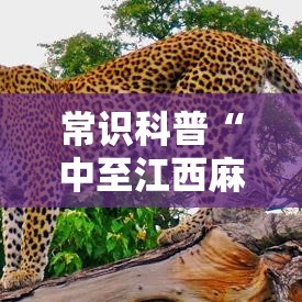 常识科普“中至江西麻将通用挂”分享用挂教程