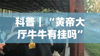 科普｜“黄帝大厅牛牛有挂吗	”实测确实有挂